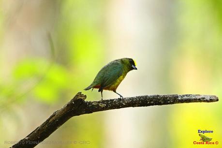 Frog's Heaven -Aves-  -Horquetas de Sarapiquí, Heredia-