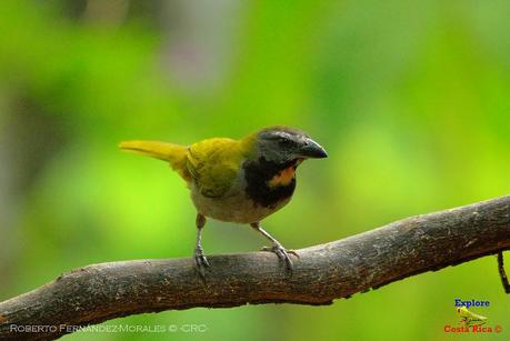 Frog's Heaven -Aves-  -Horquetas de Sarapiquí, Heredia-