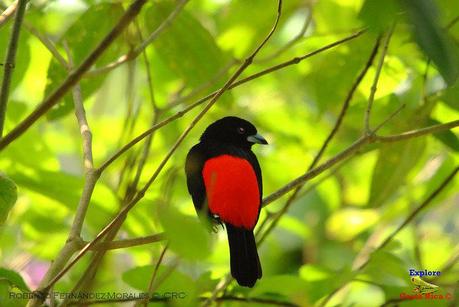 Frog's Heaven -Aves-  -Horquetas de Sarapiquí, Heredia-