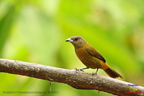 Frog's Heaven -Aves-  -Horquetas de Sarapiquí, Heredia-