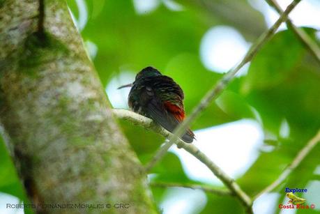 Frog's Heaven -Aves-  -Horquetas de Sarapiquí, Heredia-