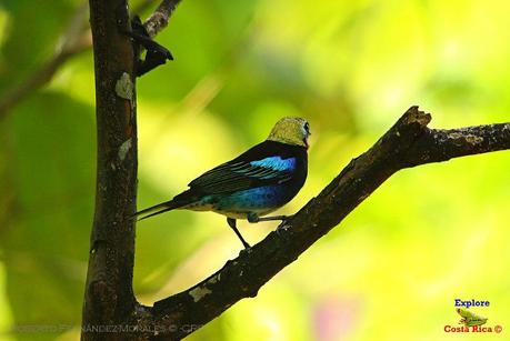 Frog's Heaven -Aves-  -Horquetas de Sarapiquí, Heredia-