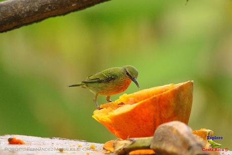 Frog's Heaven -Aves-  -Horquetas de Sarapiquí, Heredia-