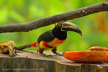 Frog's Heaven -Aves-  -Horquetas de Sarapiquí, Heredia-