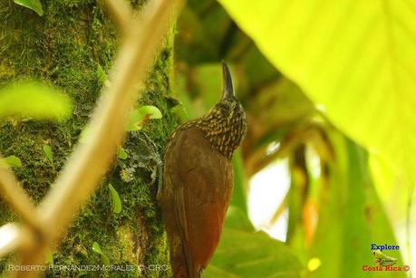 Frog's Heaven -Aves-  -Horquetas de Sarapiquí, Heredia-