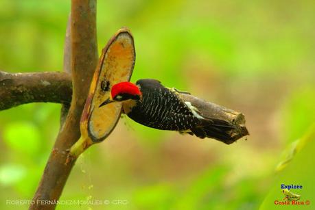 Frog's Heaven -Aves-  -Horquetas de Sarapiquí, Heredia-