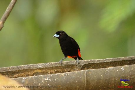 Frog's Heaven -Aves-  -Horquetas de Sarapiquí, Heredia-