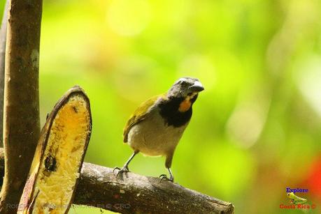 Frog's Heaven -Aves-  -Horquetas de Sarapiquí, Heredia-