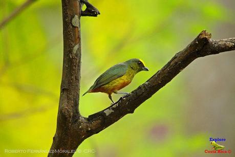 Frog's Heaven -Aves-  -Horquetas de Sarapiquí, Heredia-