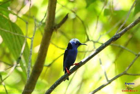 Frog's Heaven -Aves-  -Horquetas de Sarapiquí, Heredia-