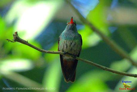 Frog's Heaven -Aves-  -Horquetas de Sarapiquí, Heredia-