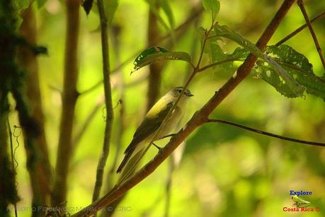 Frog's Heaven -Aves-  -Horquetas de Sarapiquí, Heredia-