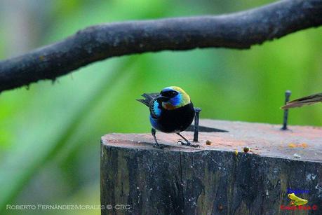 Frog's Heaven -Aves-  -Horquetas de Sarapiquí, Heredia-