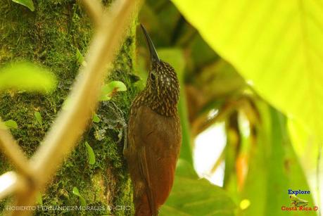 Frog's Heaven -Aves-  -Horquetas de Sarapiquí, Heredia-