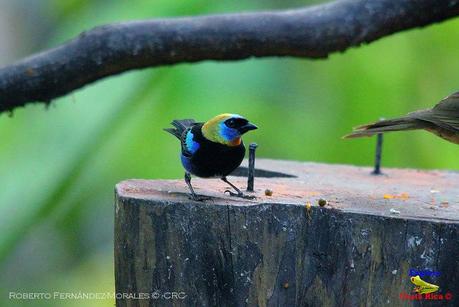 Frog's Heaven -Aves-  -Horquetas de Sarapiquí, Heredia-