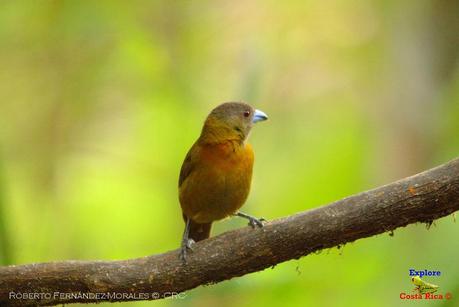 Frog's Heaven -Aves-  -Horquetas de Sarapiquí, Heredia-