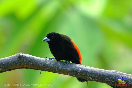 Frog's Heaven -Aves-  -Horquetas de Sarapiquí, Heredia-