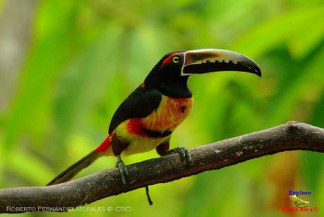 Frog's Heaven -Aves-  -Horquetas de Sarapiquí, Heredia-