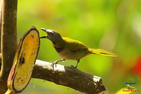 Frog's Heaven -Aves-  -Horquetas de Sarapiquí, Heredia-