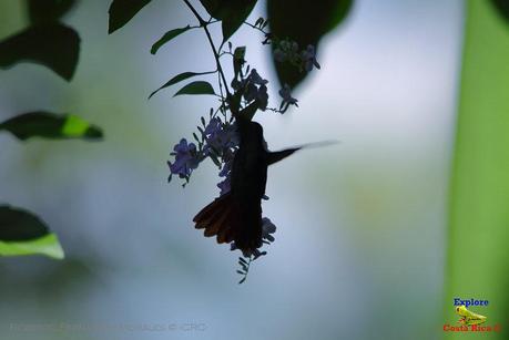 Frog's Heaven -Aves-  -Horquetas de Sarapiquí, Heredia-