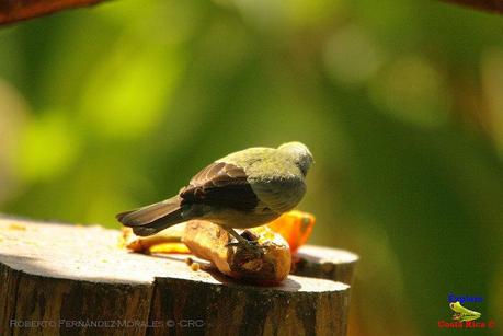 Frog's Heaven -Aves-  -Horquetas de Sarapiquí, Heredia-