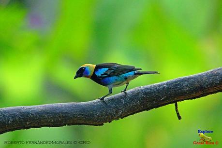 Frog's Heaven -Aves-  -Horquetas de Sarapiquí, Heredia-