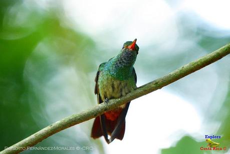 Frog's Heaven -Aves-  -Horquetas de Sarapiquí, Heredia-