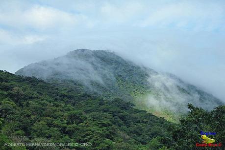 Frog's Heaven -Aves-  -Horquetas de Sarapiquí, Heredia-