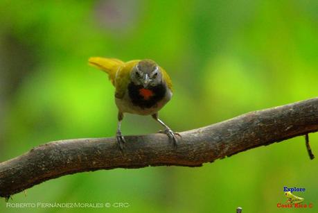 Frog's Heaven -Aves-  -Horquetas de Sarapiquí, Heredia-