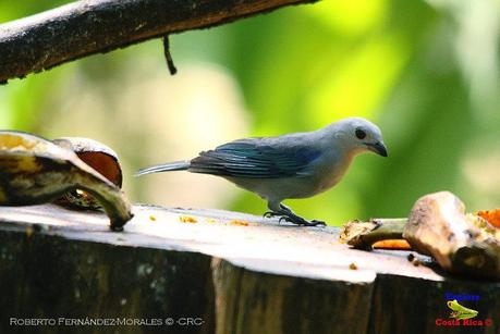 Frog's Heaven -Aves-  -Horquetas de Sarapiquí, Heredia-