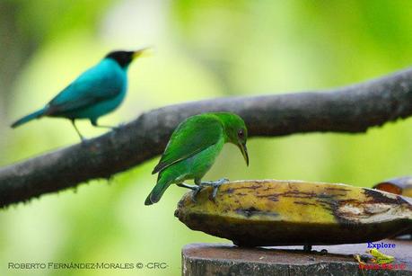 Frog's Heaven -Aves-  -Horquetas de Sarapiquí, Heredia-