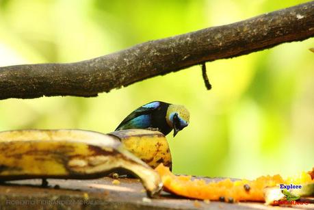 Frog's Heaven -Aves-  -Horquetas de Sarapiquí, Heredia-