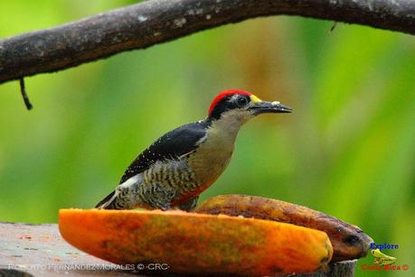 Frog's Heaven -Aves-  -Horquetas de Sarapiquí, Heredia-