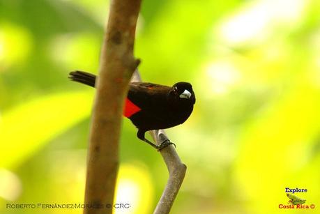 Frog's Heaven -Aves-  -Horquetas de Sarapiquí, Heredia-