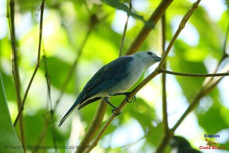 Frog's Heaven -Aves-  -Horquetas de Sarapiquí, Heredia-