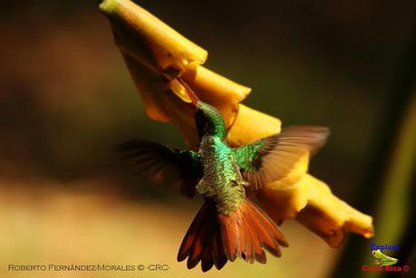 Frog's Heaven -Aves-  -Horquetas de Sarapiquí, Heredia-