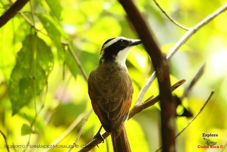 Frog's Heaven -Aves-  -Horquetas de Sarapiquí, Heredia-