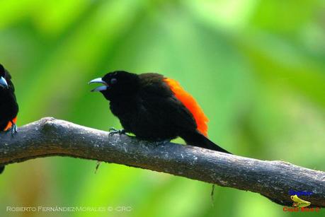 Frog's Heaven -Aves-  -Horquetas de Sarapiquí, Heredia-