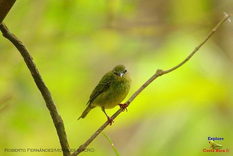 Frog's Heaven -Aves-  -Horquetas de Sarapiquí, Heredia-