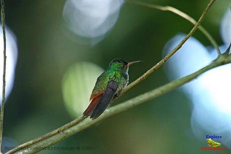 Frog's Heaven -Aves-  -Horquetas de Sarapiquí, Heredia-