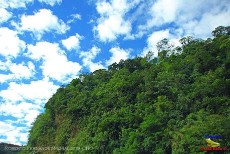 Frog's Heaven -Aves-  -Horquetas de Sarapiquí, Heredia-