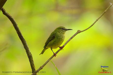 Frog's Heaven -Aves-  -Horquetas de Sarapiquí, Heredia-