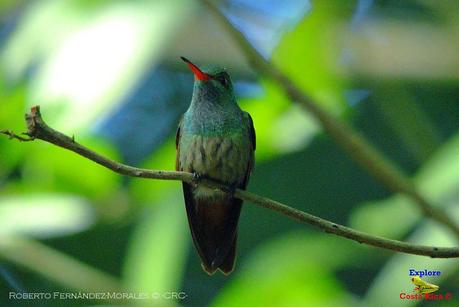 Frog's Heaven -Aves-  -Horquetas de Sarapiquí, Heredia-