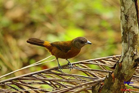 Frog's Heaven -Aves-  -Horquetas de Sarapiquí, Heredia-