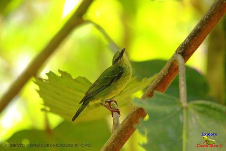 Frog's Heaven -Aves-  -Horquetas de Sarapiquí, Heredia-