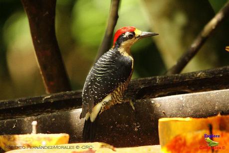 Frog's Heaven -Aves-  -Horquetas de Sarapiquí, Heredia-