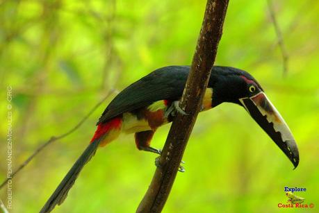 Frog's Heaven -Aves-  -Horquetas de Sarapiquí, Heredia-