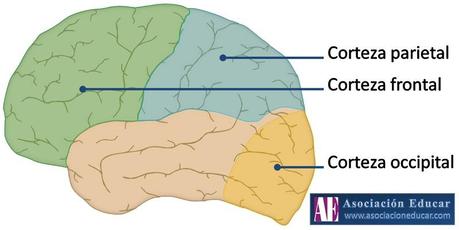 Exámenes y memoria: una relación poco confiable frontal-parietal-occipital