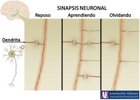 Exámenes y memoria: una relación poco confiable dendrita