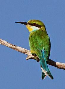 Abejaruco golondrina